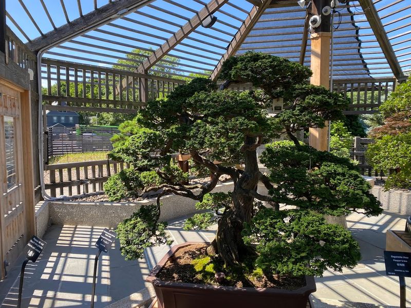 The Legendary Bonsai Collection Worth Seeking Out