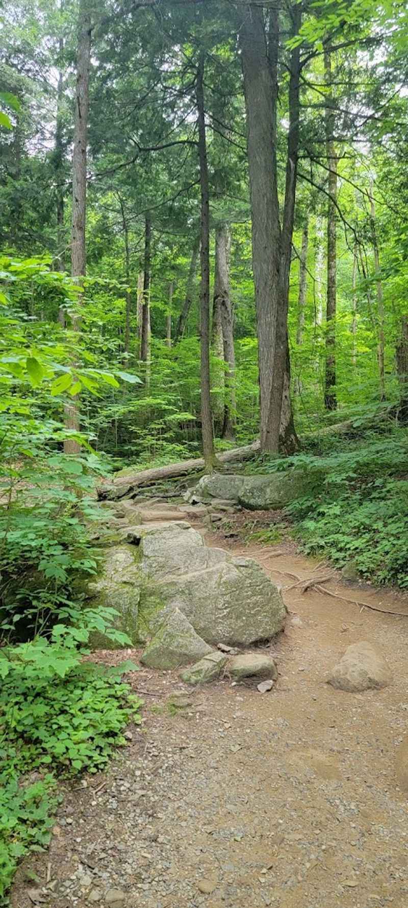 The Old-Growth Hemlock Forest Surrounding The Path