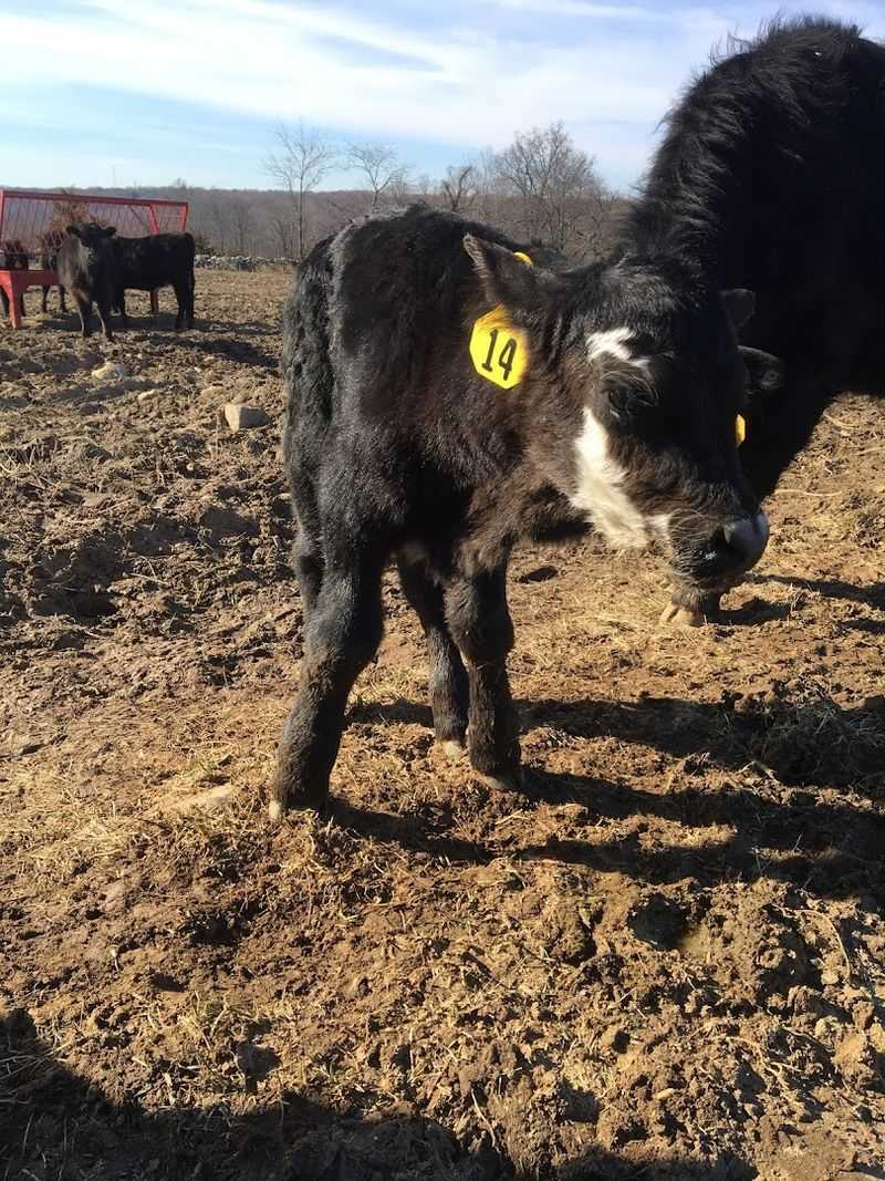 Local Programs That Bring Food Closer To Home