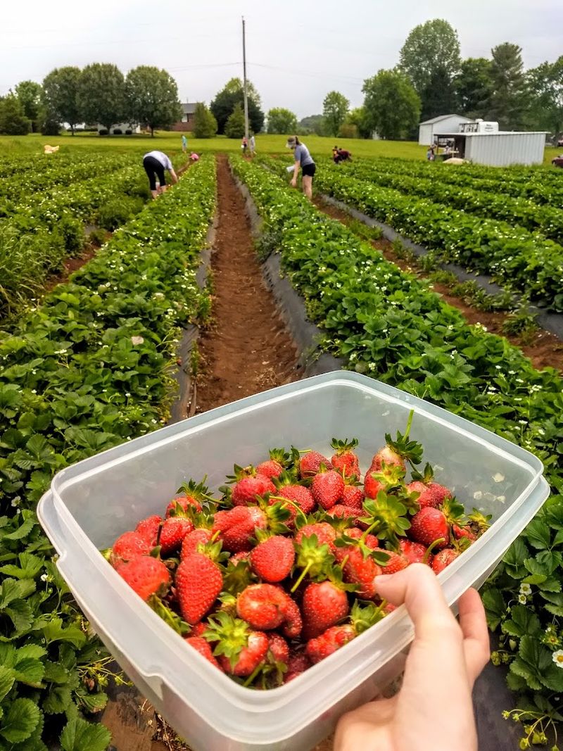 Rutherford's Farm, Maryville