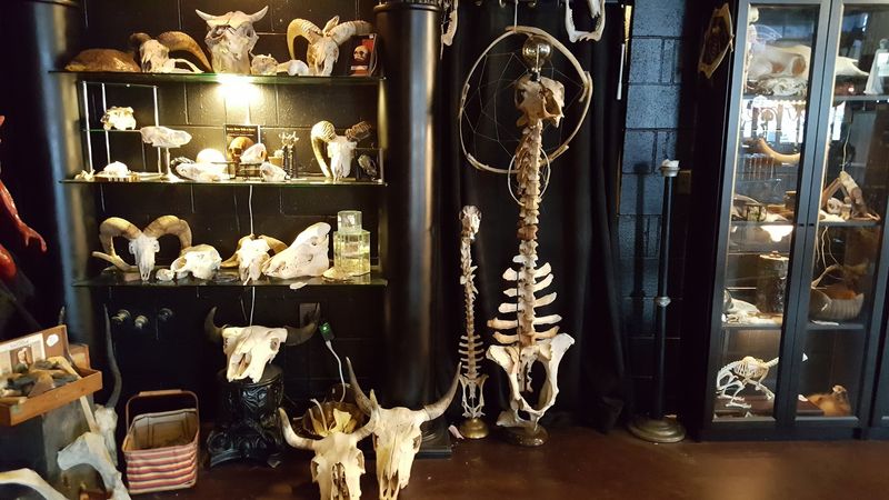 The Secret Museum In The Back