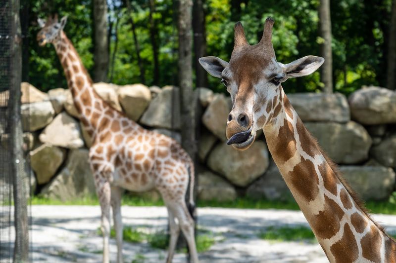 Giraffe And Rhino Encounters That Support Conservation