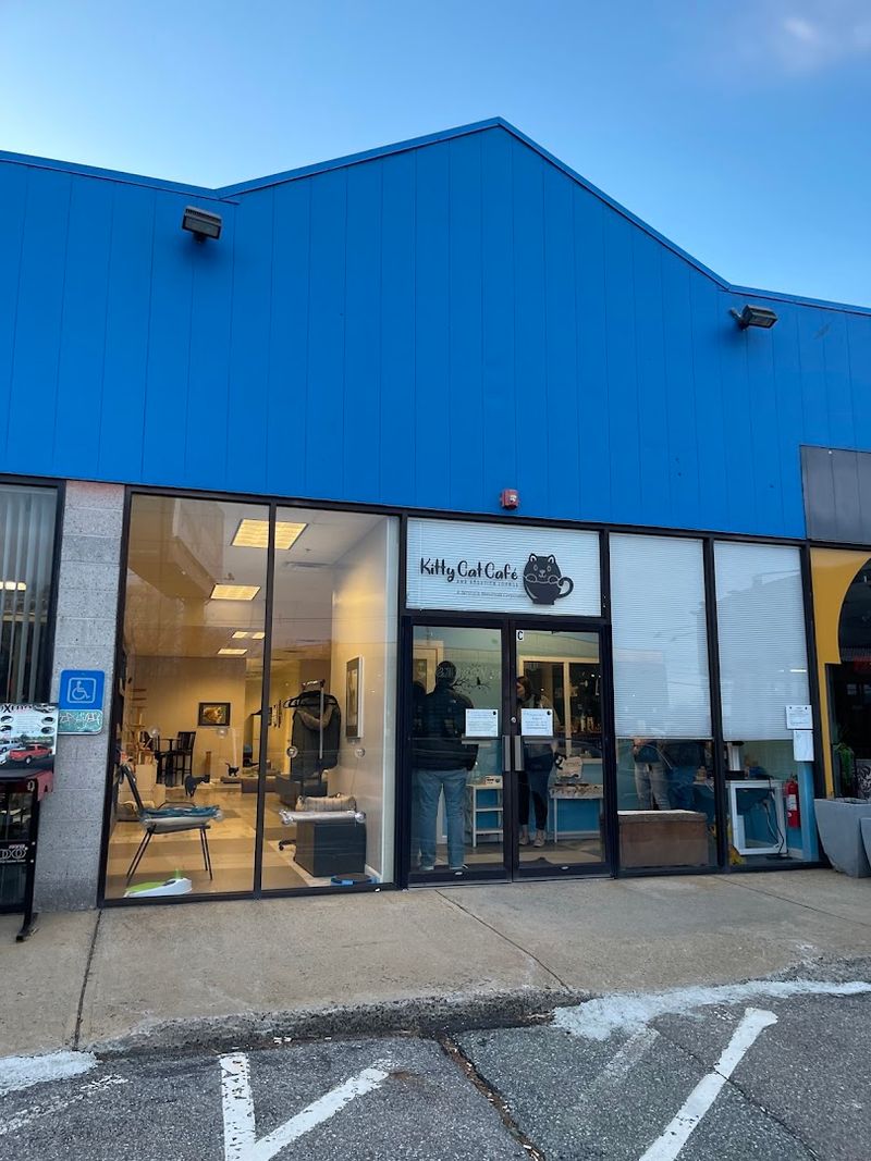 What Sets This Café Apart From Other Cat Cafés In Massachusetts
