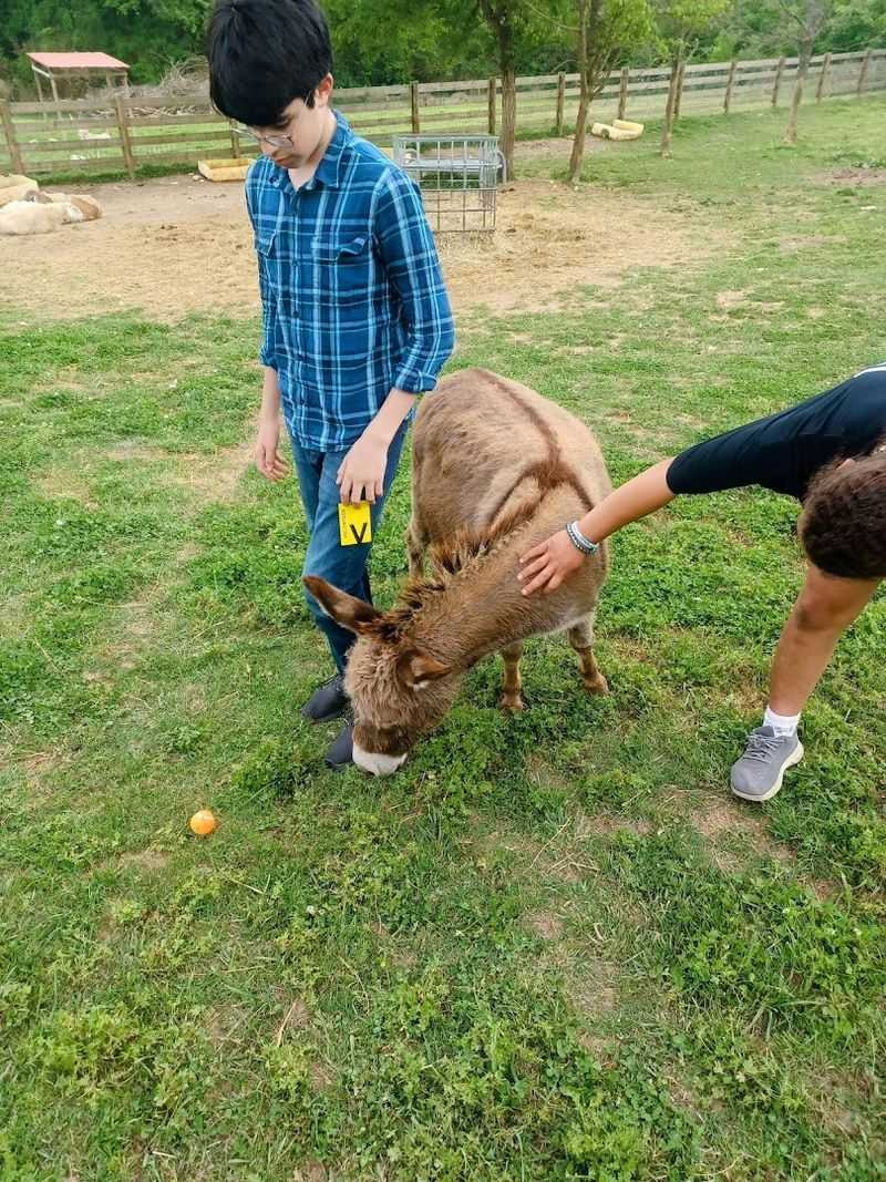 Volunteer And Service Day Opportunities At The Sanctuary