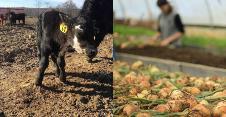 The Beloved Connecticut Market Where Rustic Charm Meets Foodie Paradise