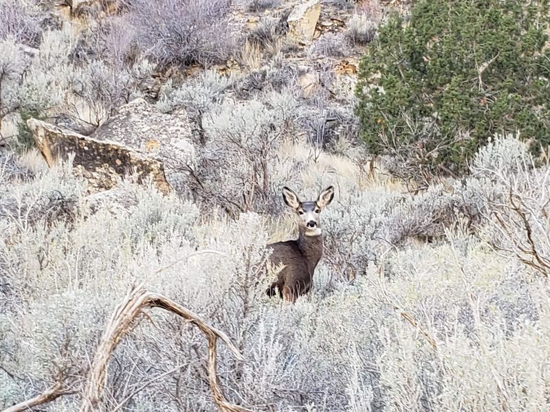 Wildlife And Geology Keep Every Mile Interesting