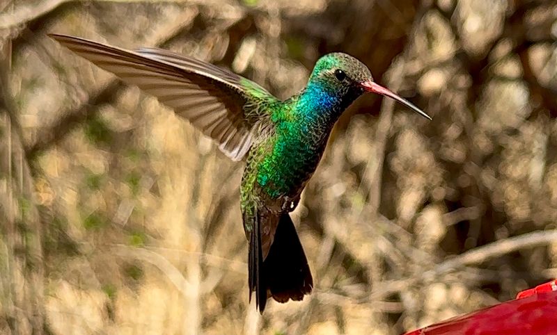 More To Explore Beyond The Hummingbirds