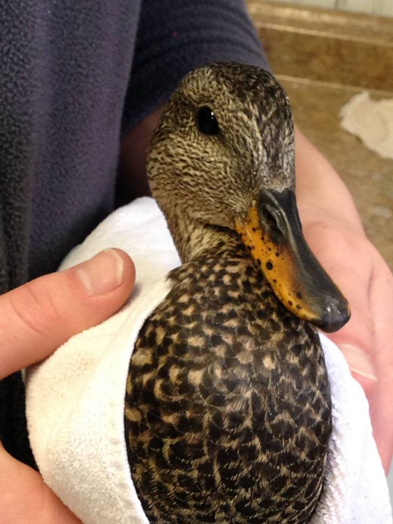 How Volunteers Power Nearly Every Aspect Of This Operation