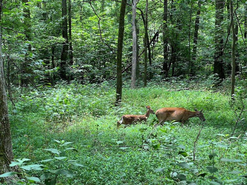 Wildlife Sightings That Will Genuinely Surprise You