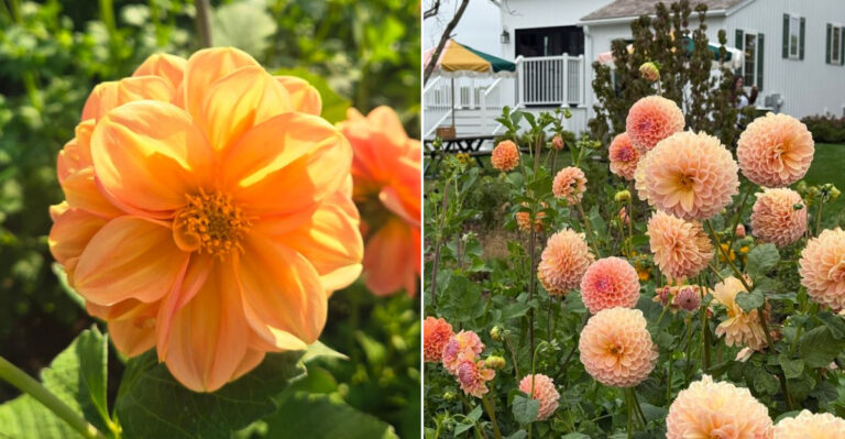 The Breathtaking Wisconsin Flower Farm That Feels Like Pure Spring Magic