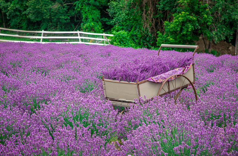 Hiking Trails And Open Views Of Mount Wachusett