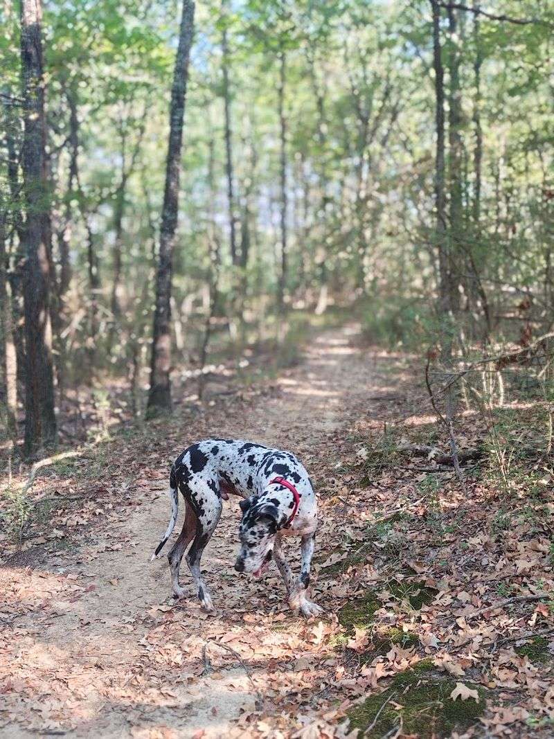 Wooded Trails That Feel More Like A Forest Hike Than A Dog Park