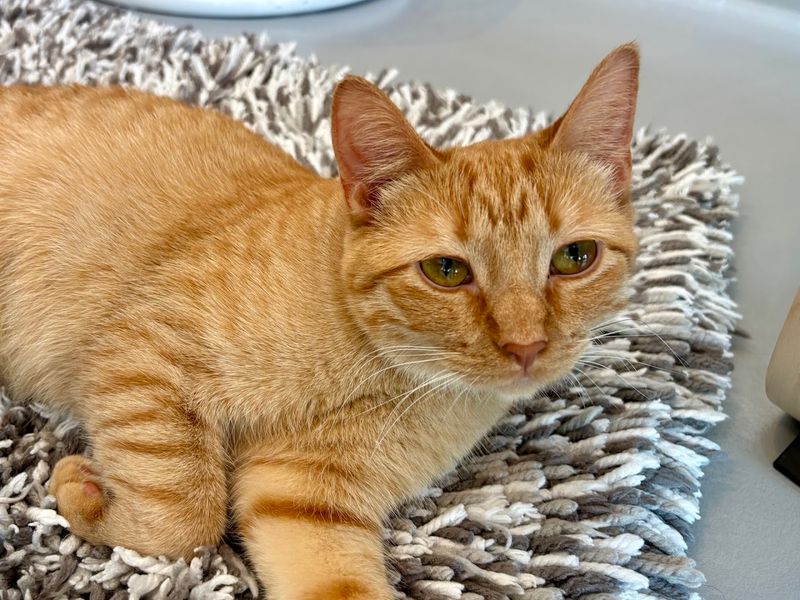 Every Cat Here Has A Story And A Chance At A Forever Home