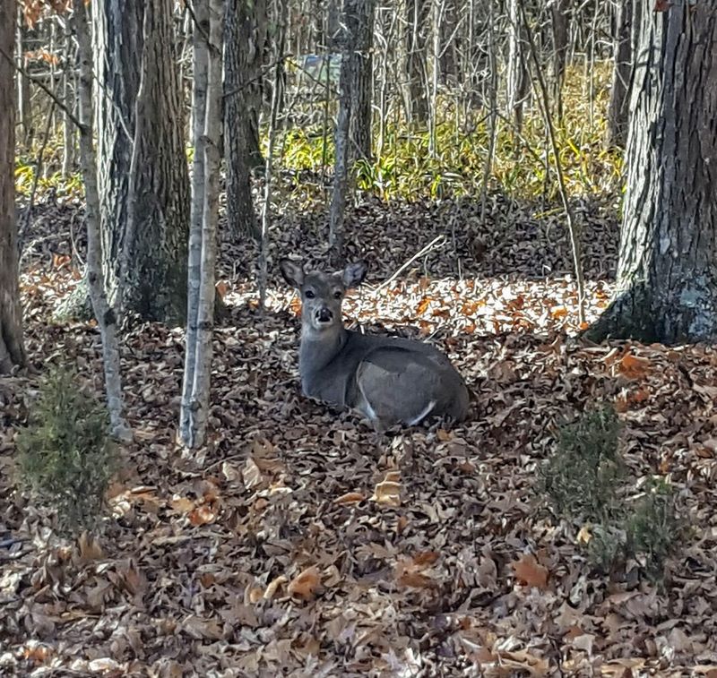 Wildlife That Shows Up Without Warning