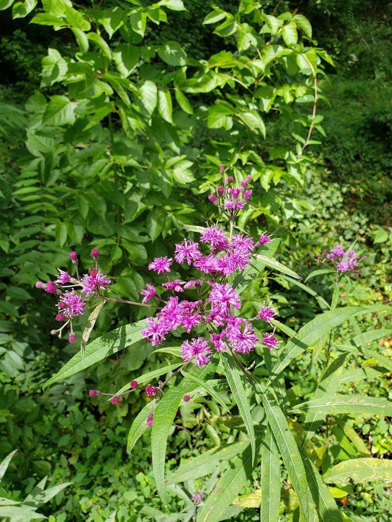Spring Wildflowers Along The Roadside Create A Color Show That Rivals The Mountains