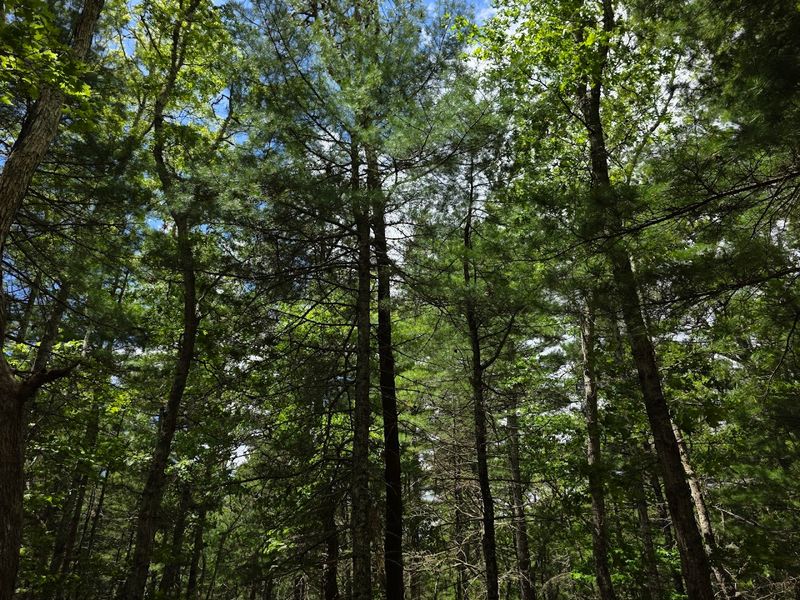 Camping Under The Pine Trees With Real Star-Filled Skies