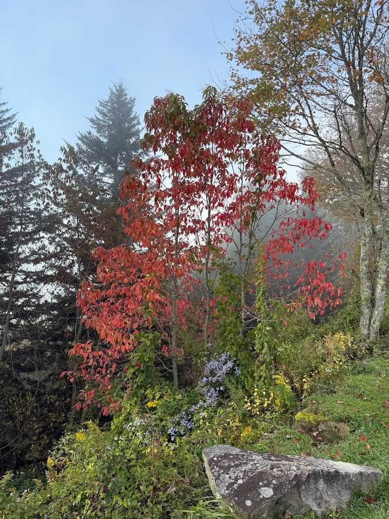 Spring Colors Along Newfound Gap Road Leading To The Overlook