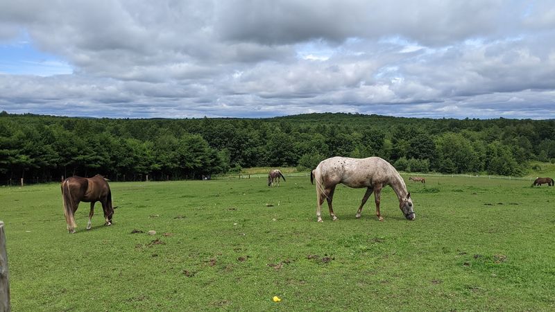 Horses, Animals, And The Farm's Living Heartbeat