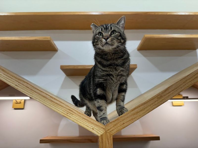 Adoption Opportunities That Give A Visit Real Meaning