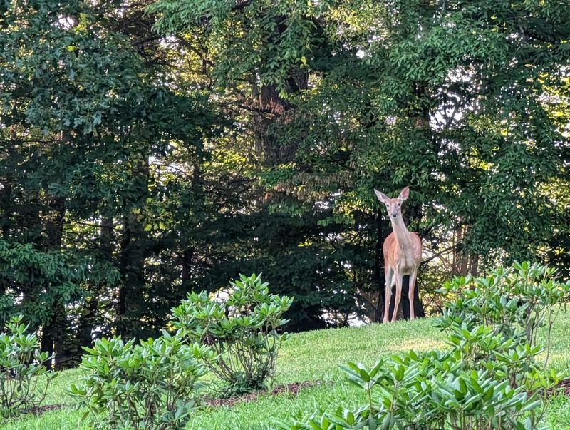 Wildlife Encounters And The Untamed Character Of The Appalachian Forest