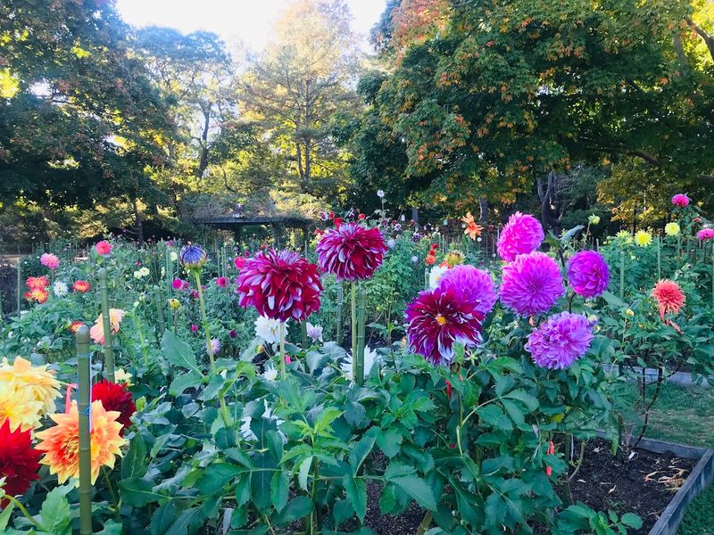 The Dahlia Garden That Earns Its Own Reputation