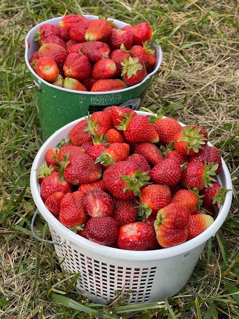 How The U-Pick Experience Actually Works At This Farm