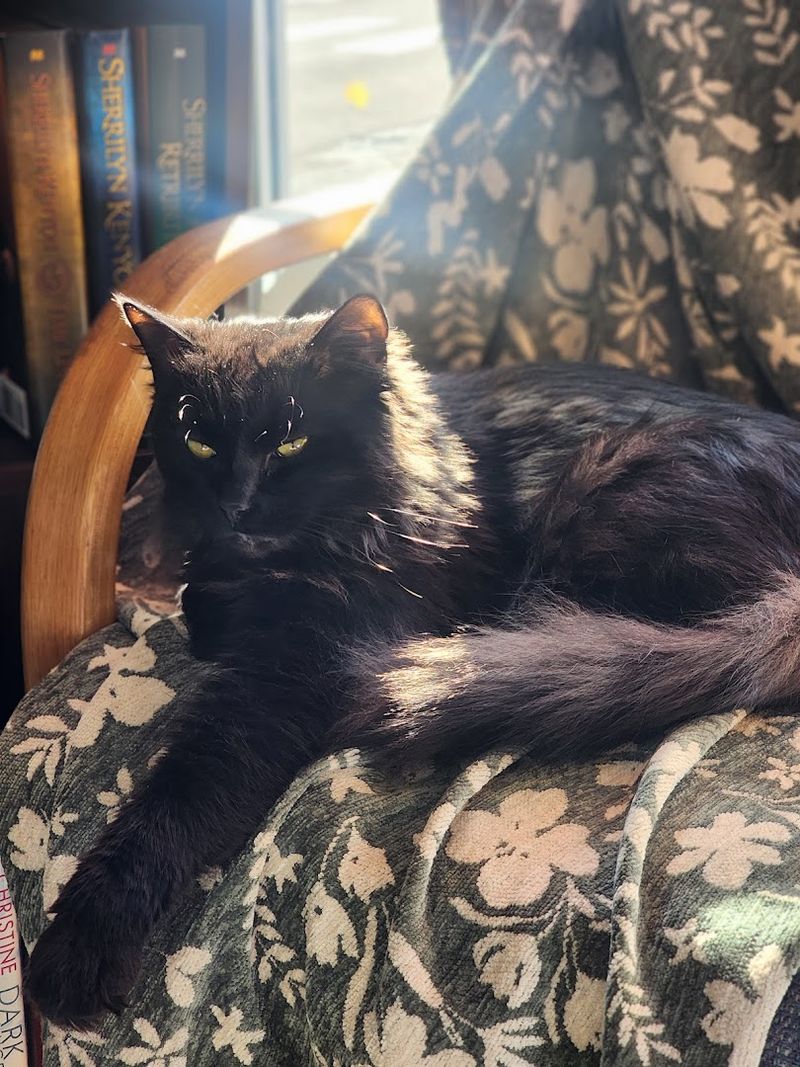 Ezra And Cindy Lou, The Store Cats With Loyal Followings