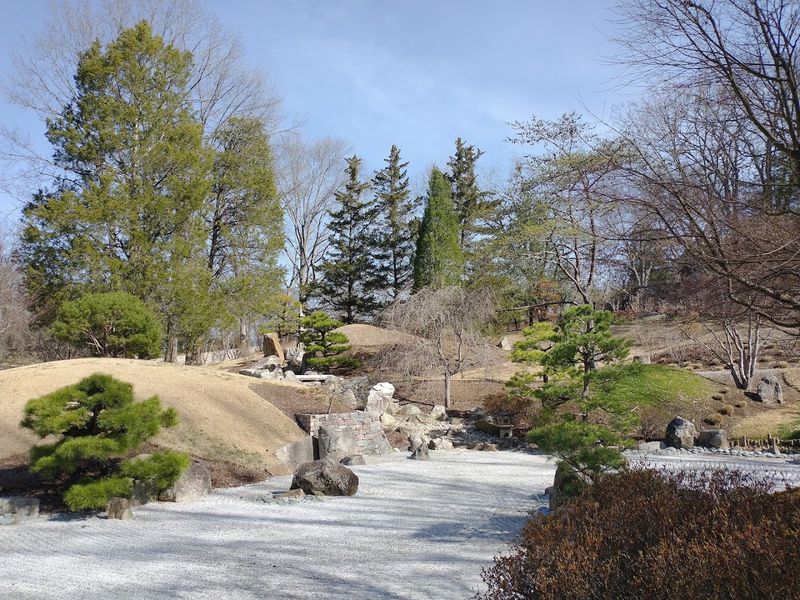 Black Pines Pruned To Look Windswept And Ancient