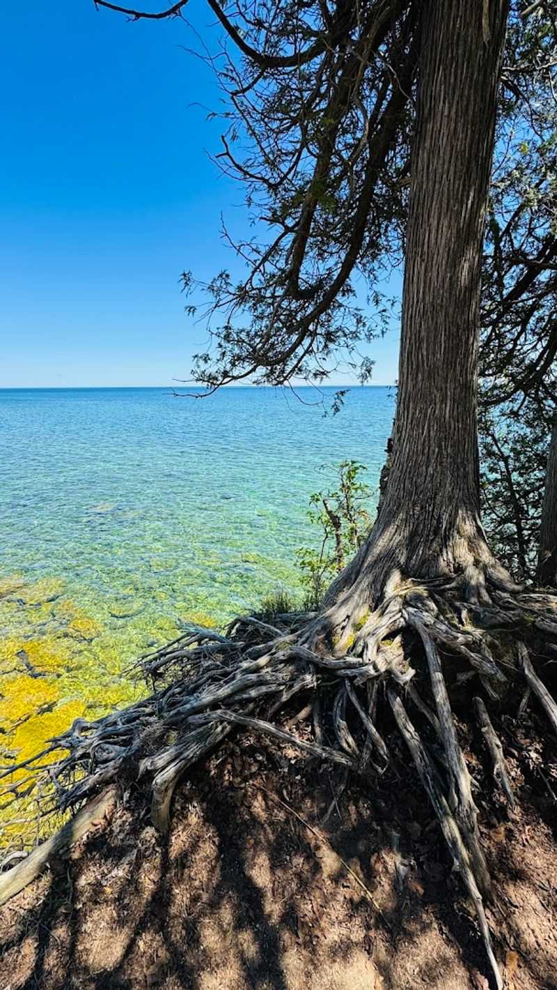 Rare Plants Grow In The Park's Fragile Dune Ecosystem