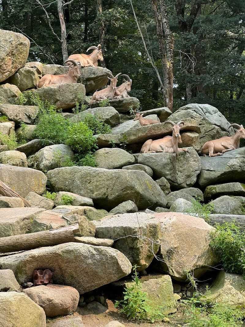 The 35-Acre Deer Forest Where You Feed Animals By Hand