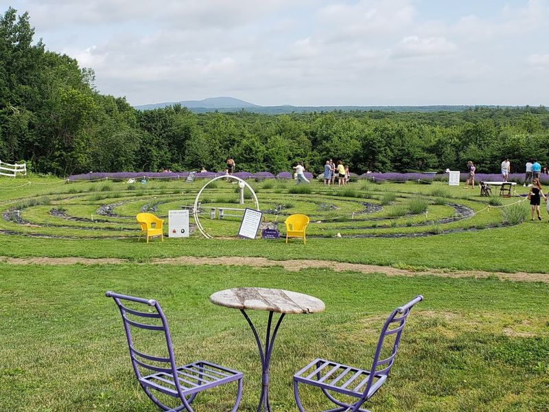 Lavender Farm Fest: A Community Celebration Worth Planning Around