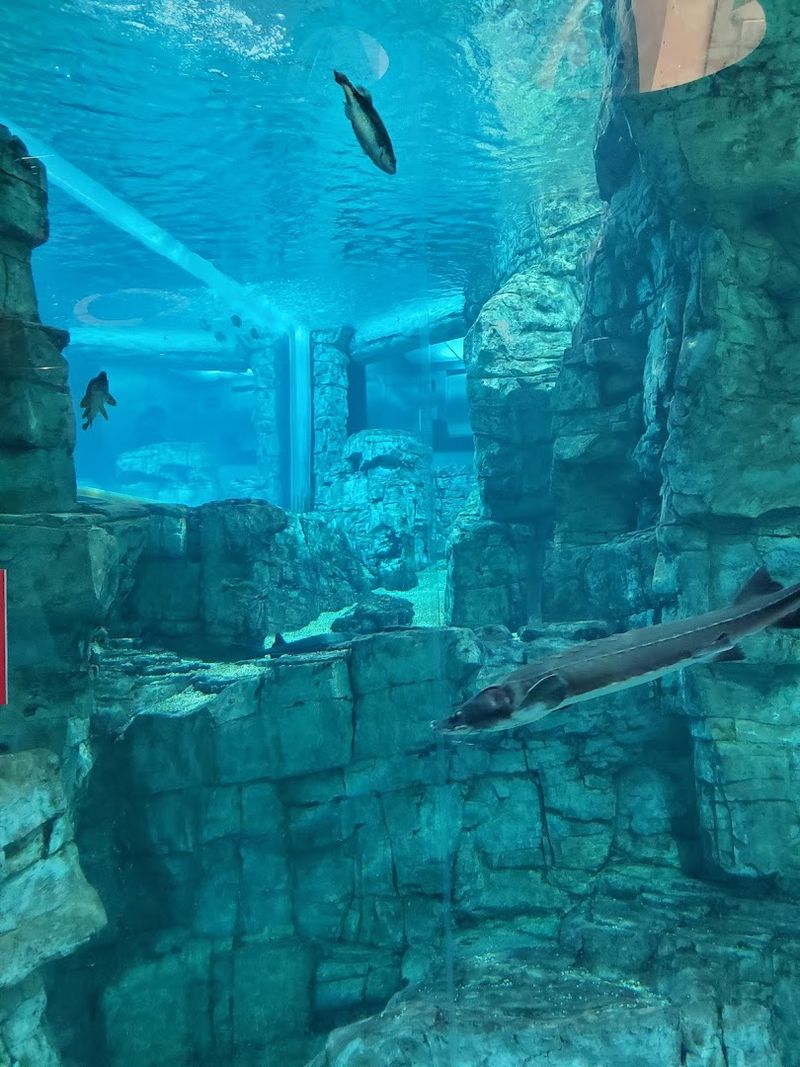 The Reiman Aquarium Showcases Both Great Lakes And Ocean Species