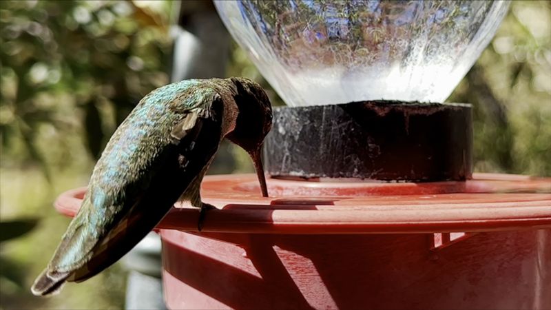 Where To Find This Hummingbird-Focused Town