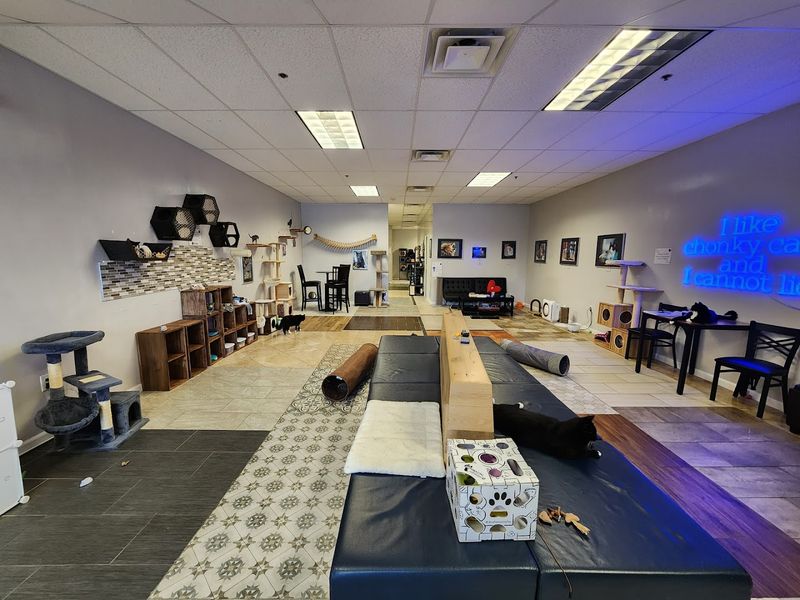 A Space Designed With The Cats In Mind First