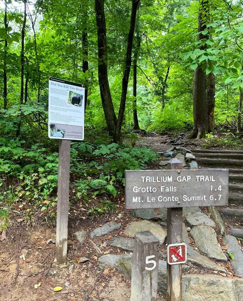 Llamas On The Trail And Why They Are There