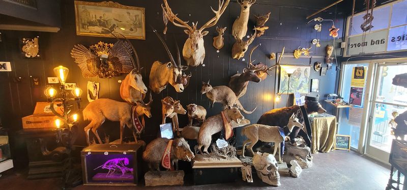 Taxidermy Collection That Draws Visitors Back Repeatedly