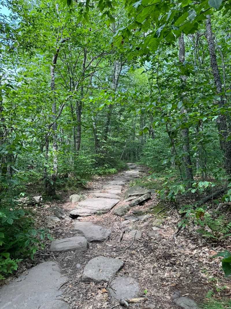 The Wildlife And Forest Life That Share The Trail With You