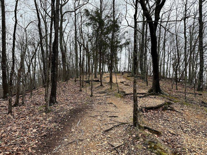Garnier Ridge Trail For Those Who Want A Real Climb