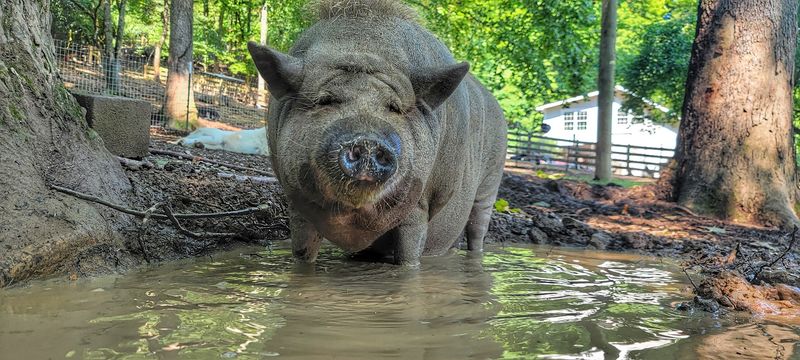 Farm Animals With Personality