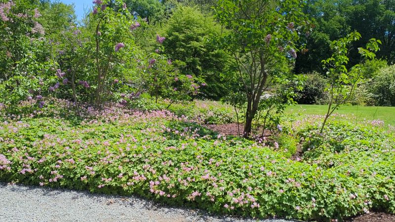 The Lilac Walk And Seasonal Blooms Worth Planning Around