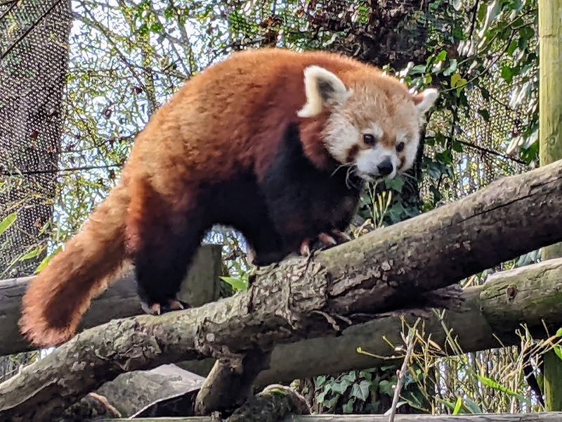 Red Pandas Are The Undisputed Stars Of Every Visit