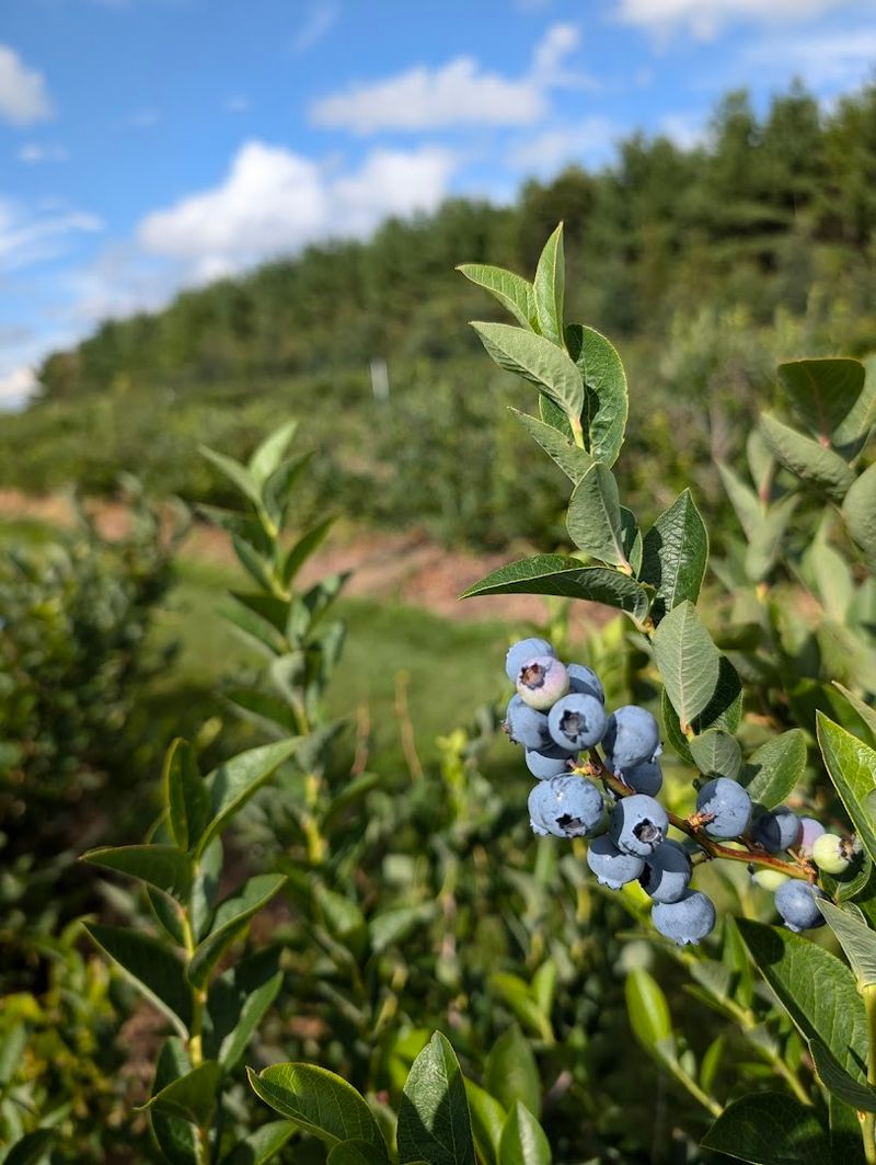 Sustainable Farming Practices To Know