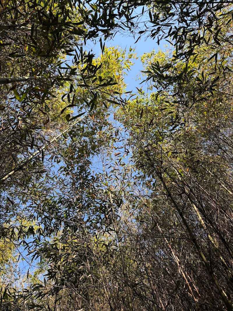 Bamboo Forest That Stops Every First-Time Visitor In Their Tracks