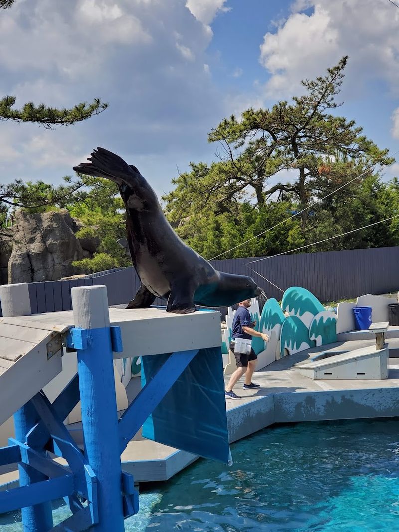 Sea Change: Where Sea Lions, Penguins, And Seals Share The Stage