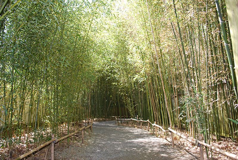 A Bamboo Forest That Transforms Sound And Light