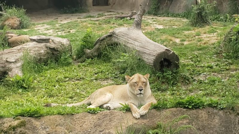 Conservation Mission And The Zoo's Ongoing Improvement Plan