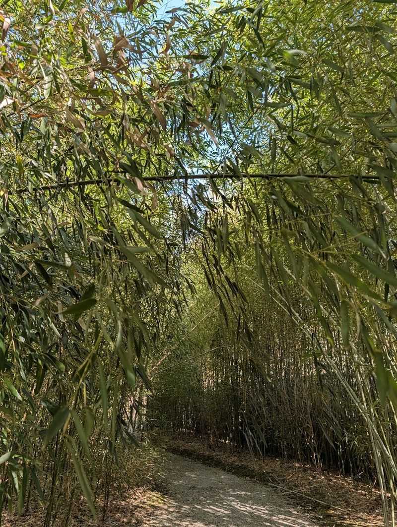 Walking The Path Feels Like A Meditative Journey