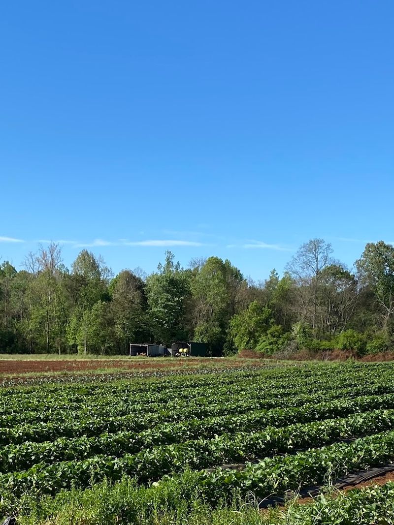 Beyond Strawberries: The Other Produce Worth Knowing About