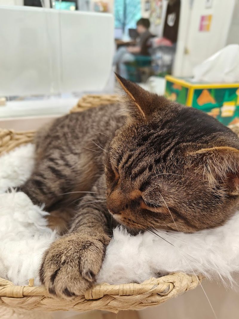 Why Meow Parlour Continues To Hold A Special Place In New York City