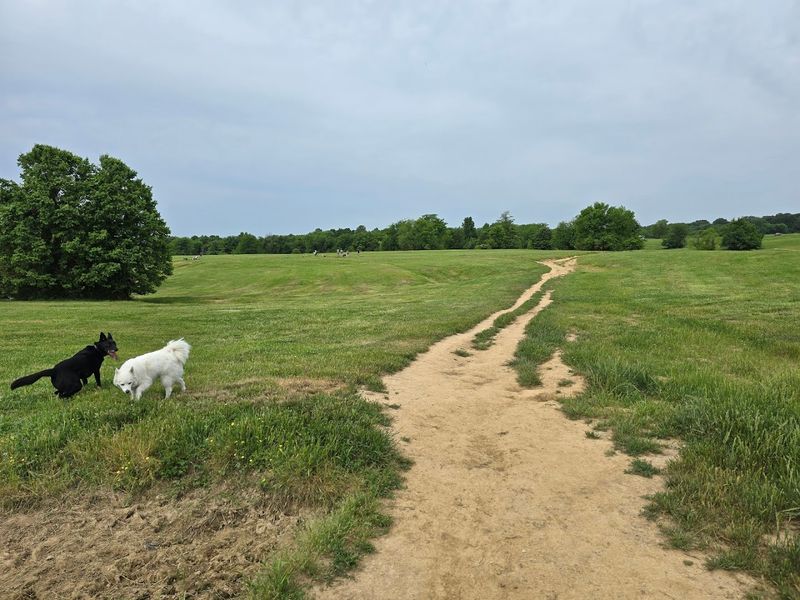 Open Grassland Fields Perfect For Fetch, Frisbee, And Full-Speed Sprints